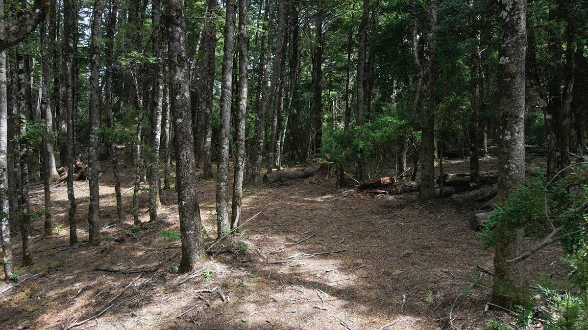Se vende Hermosa Parcela en Miradores de Huife - Pucn