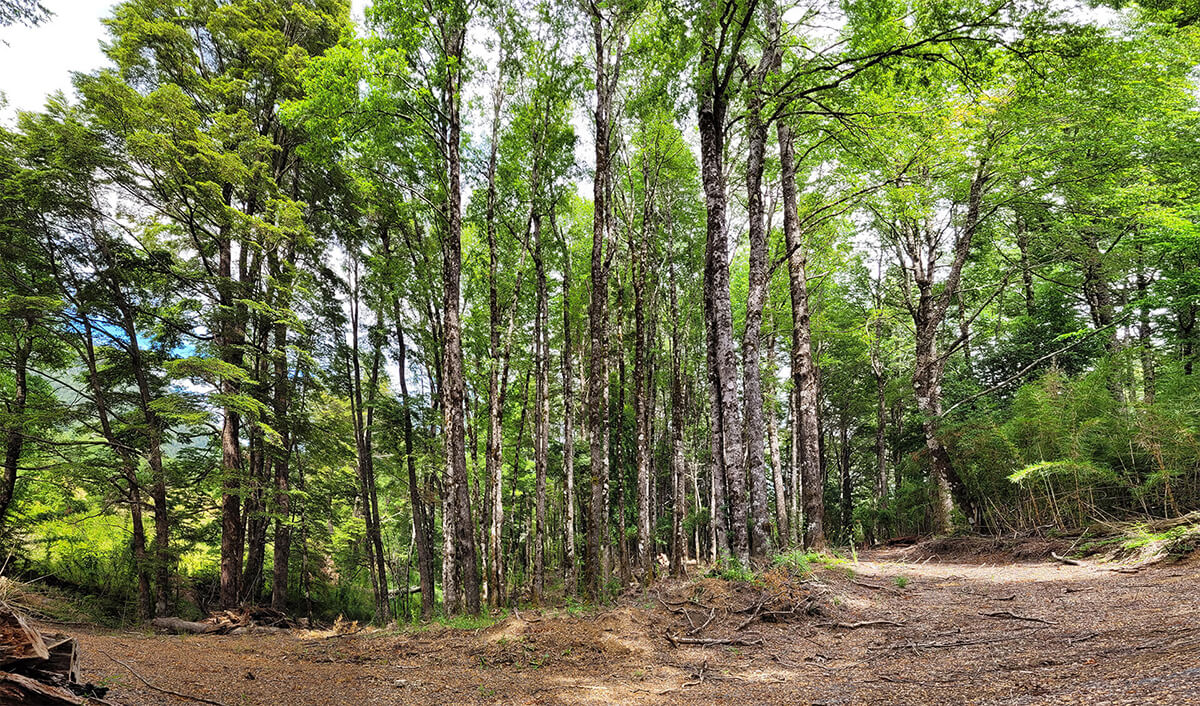 Se vende Hermosa Parcela en Miradores de Huife - Pucn