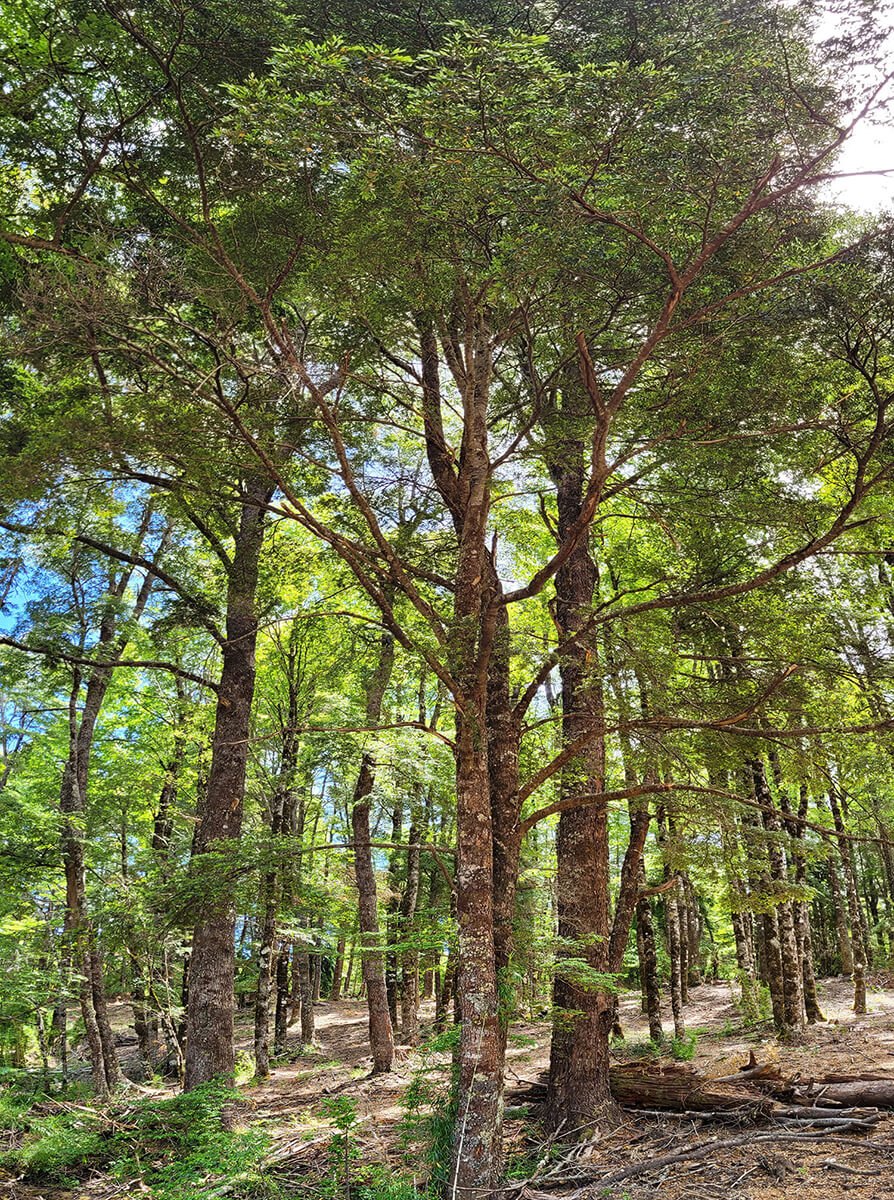Se vende Hermosa Parcela en Miradores de Huife - Pucn