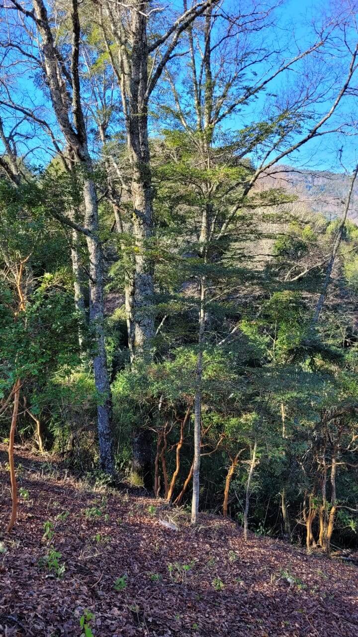  Hermosa Cabaa! en parcela de 5000m2 en Caburgua
 
